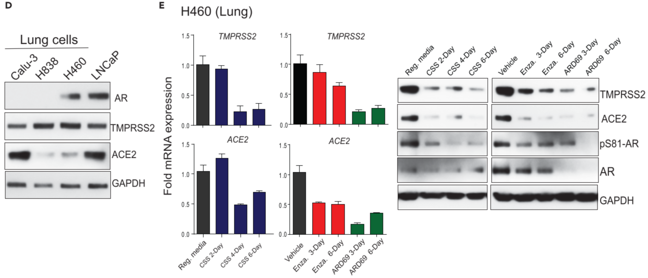 Figure 2. AR-mediated transcriptional regulation of TMPRSS2 and ACE2 in human prostate and lung cells